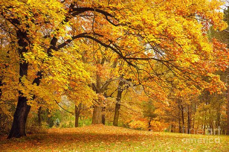 collection-of-beautiful-colorful-autumn-taiga.jpg