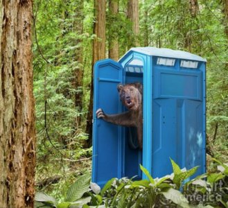 bear-pooping-in-woods-john-lund.jpg