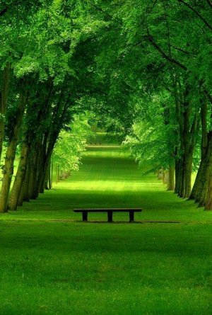 peace path.jpg