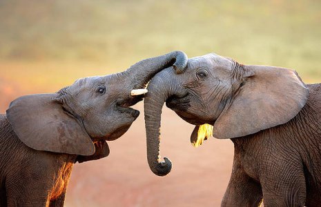 elephants-touching-each-other-johan-swanepoel.jpg