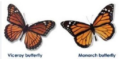 butterflies.jpg