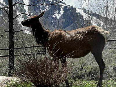 IMG_1797 2adulcow.jpg