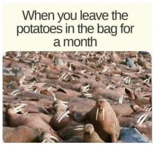 poty.JPG