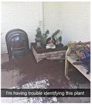 dirt.JPG