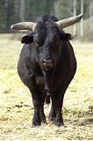 bull 1.jpg