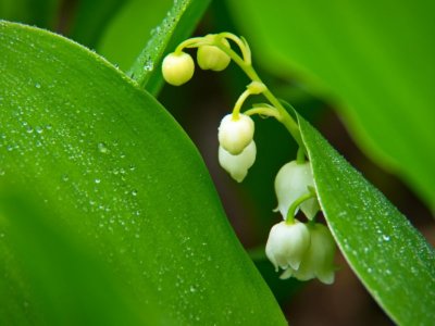 lily of the valley.jpg
