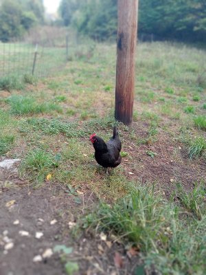 chick.jpg