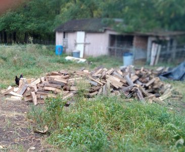 wood.jpg
