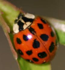 IMG_2472.jpeg