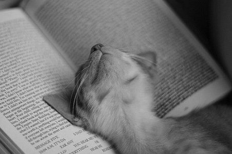 cat book 8.jpg