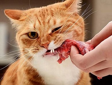 cateating.jpg