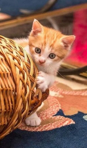 cattitude kitten.jpg