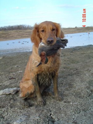 2006 Low Water Duck.JPG