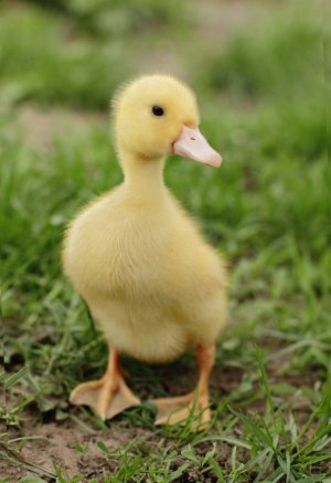 animal-3824672_1280.jpg
