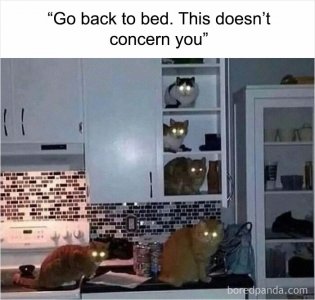 animal6.jpg