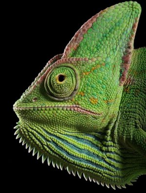 macro-photography (21).jpg