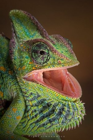 macro-photography (23).jpg