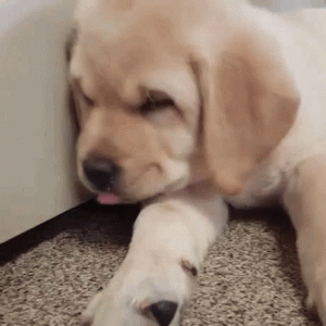 812D37E6-2EA7-4BCA-A074-01C2CE75694E.gif