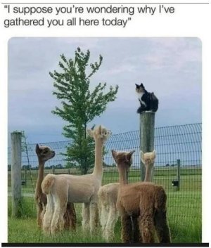 lamas.JPG