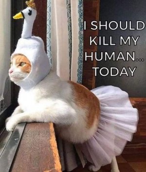 4435efa4330f5704096570c3c7438978.jpg