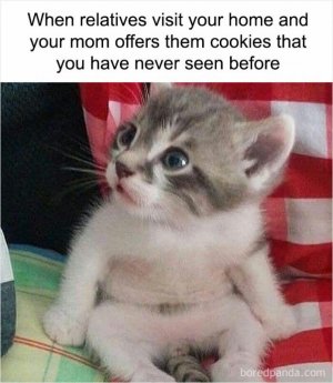 animal3.jpg
