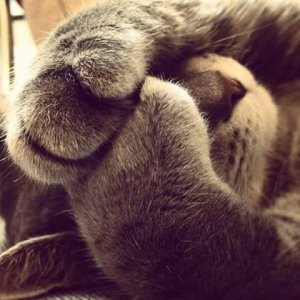 cat palm b.jpg