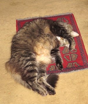 Smitty, Sleeping.JPG