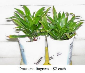 dracaenas.jpg