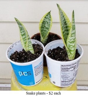 snakeplants.jpg