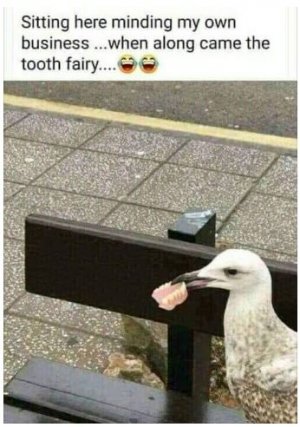 duck.JPG