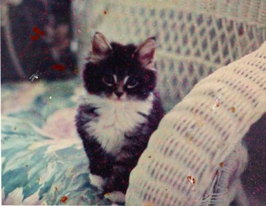 Baby Stella.jpg Baby Stella.jpg