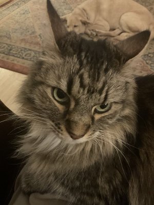 71643651317__CA4C3295-6F78-4D03-97E7-2692F9F63E27.jpeg 71643651317__CA4C3295-6F78-4D03-97E7-2692F9F63E27.jpeg