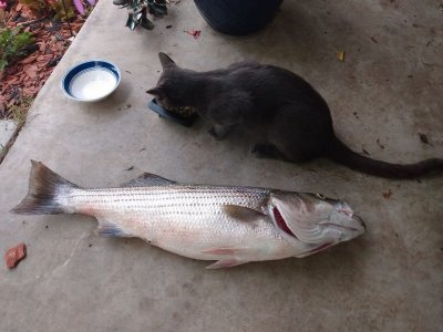 catfish.jpg