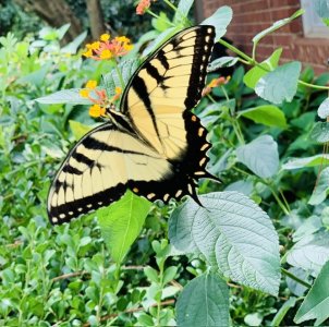 IMG_1170.jpeg