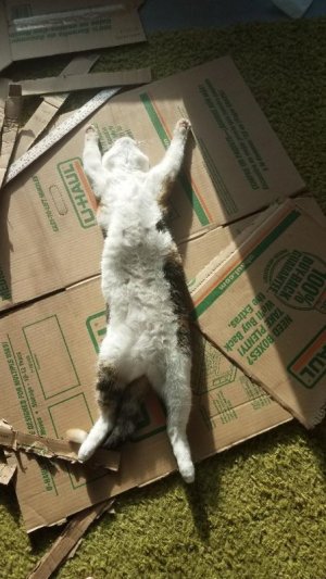 cool cat winter solstice.jpg