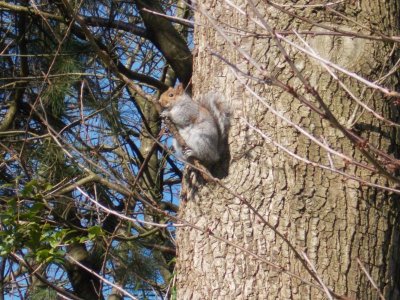 squirrel.JPG
