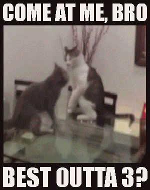 come-at-me-bro-best-outta-3-no-deposit-casino-cats.gif