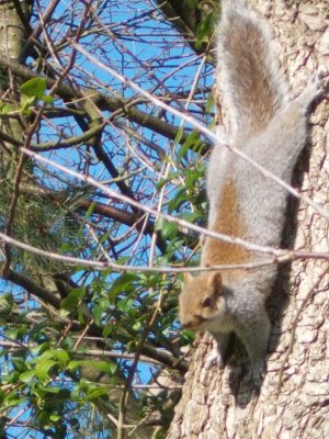 squirrel2.JPG