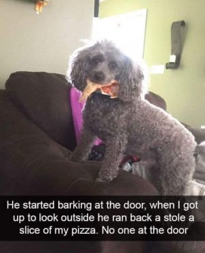 smartdogfunny.jpg