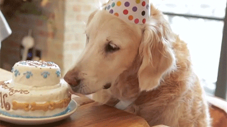dog.bdaycake.gif