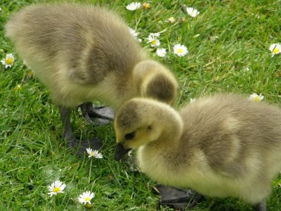 chicks.JPG