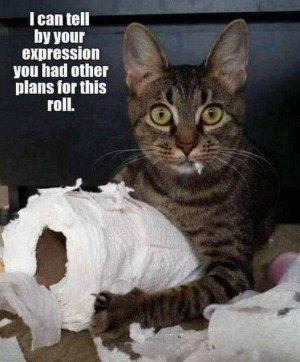 cattitude s.jpg