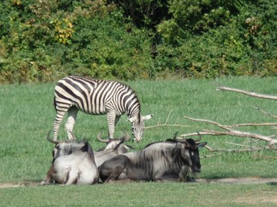 Wildebeast & Giraffe.JPG