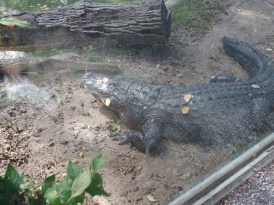 Crocodile.JPG