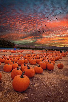 pumpkin-harvest-sunset-lynn-bauer.jpg