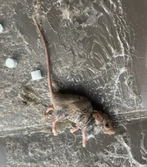2023-10-04 Mouse .jpg