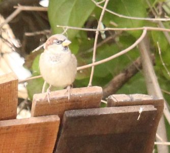 perch close up.jpg