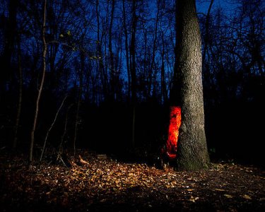 forest-creatures-cale-best.jpg