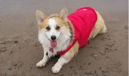 woodbinebeach.2019.JPG