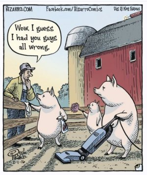 pigs sc.jpg